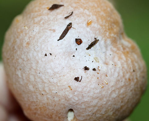 Gypsy Mushroom - Cortinarius caperatus Convex, tannish pink cap with lots of white fibers near the center. Pale tan gills that were wavy and attached to the stem. The stem was whitish, rough near the apex, and had a large ring.
Habitat: Growing on the ground in a mixed forest.
https://www.jungledragon.com/image/90451/gypsy_mushroom_-_cortinarius_caperatus.html
https://www.jungledragon.com/image/90452/gypsy_mushroom_-_cortinarius_caperatus.html Cortinarius caperatus,Geotagged,Summer,United States