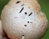 Gypsy Mushroom - Cortinarius caperatus Convex, tannish pink cap with lots of white fibers near the center. Pale tan gills that were wavy and attached to the stem. The stem was whitish, rough near the apex, and had a large ring.<br />
<br />
Habitat: Growing on the ground in a mixed forest.<br />
https://www.jungledragon.com/image/90451/gypsy_mushroom_-_cortinarius_caperatus.html<br />
https://www.jungledragon.com/image/90452/gypsy_mushroom_-_cortinarius_caperatus.html Cortinarius caperatus,Geotagged,Summer,United States