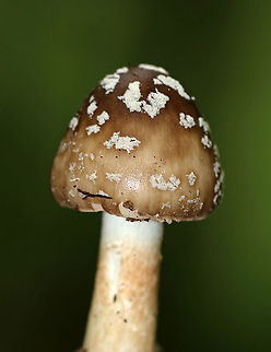 American Star-footed Amanita - Amanita brunnescens Brown, sticky cap with patches/warts. Gills were white and close. Thick, whitish brown stem with a large bulb.

Habitat: Growing on the ground in a deciduous forest.
https://www.jungledragon.com/image/90457/american_star-footed_amanita_-_amanita_brunnescens.html
https://www.jungledragon.com/image/90456/american_star-footed_amanita_-_amanita_brunnescens.html
https://www.jungledragon.com/image/90455/american_star-footed_amanita_-_amanita_brunnescens.html Amanita brunnescens,Brown star-footed Amanita,Geotagged,Summer,United States