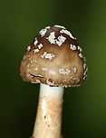 American Star-footed Amanita - Amanita brunnescens Brown, sticky cap with patches/warts. Gills were white and close. Thick, whitish brown stem with a large bulb.<br />
<br />
Habitat: Growing on the ground in a deciduous forest.<br />
https://www.jungledragon.com/image/90457/american_star-footed_amanita_-_amanita_brunnescens.html<br />
https://www.jungledragon.com/image/90456/american_star-footed_amanita_-_amanita_brunnescens.html<br />
https://www.jungledragon.com/image/90455/american_star-footed_amanita_-_amanita_brunnescens.html Amanita brunnescens,Brown star-footed Amanita,Geotagged,Summer,United States