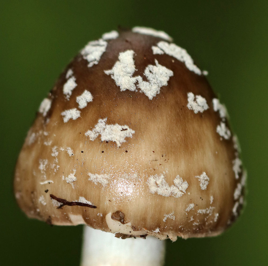 American Star-footed Amanita - Amanita brunnescens Brown, sticky cap with patches/warts. Gills were white and close. Thick, whitish brown stem with a large bulb.<br />
<br />
Habitat: Growing on the ground in a deciduous forest.<br />
<figure class="photo"><a href="https://www.jungledragon.com/image/90456/american_star-footed_amanita_-_amanita_brunnescens.html" title="American Star-footed Amanita - Amanita brunnescens"><img src="https://s3.amazonaws.com/media.jungledragon.com/images/3232/90456_thumb.jpg?AWSAccessKeyId=05GMT0V3GWVNE7GGM1R2&Expires=1759968010&Signature=tNWcxww1rUvP50StrrJ7iFqPMZc%3D" width="200" height="180" alt="American Star-footed Amanita - Amanita brunnescens Brown, sticky cap with patches/warts. Gills were white and close. Thick, whitish brown stem with a large bulb.<br />
<br />
Habitat: Growing on the ground in a deciduous forest.<br />
https://www.jungledragon.com/image/90454/american_star-footed_amanita_-_amanita_brunnescens.html<br />
https://www.jungledragon.com/image/90457/american_star-footed_amanita_-_amanita_brunnescens.html<br />
https://www.jungledragon.com/image/90455/american_star-footed_amanita_-_amanita_brunnescens.html Amanita brunnescens,Brown star-footed Amanita,Geotagged,Summer,United States" /></a></figure><br />
<figure class="photo"><a href="https://www.jungledragon.com/image/90457/american_star-footed_amanita_-_amanita_brunnescens.html" title="American Star-footed Amanita - Amanita brunnescens"><img src="https://s3.amazonaws.com/media.jungledragon.com/images/3232/90457_thumb.jpg?AWSAccessKeyId=05GMT0V3GWVNE7GGM1R2&Expires=1759968010&Signature=0dHMagX4D5WjpMHfC6Ku4VCMpAU%3D" width="200" height="142" alt="American Star-footed Amanita - Amanita brunnescens Brown, sticky cap with patches/warts. Gills were white and close. Thick, whitish brown stem with a large bulb.<br />
<br />
Habitat: Growing on the ground in a deciduous forest.<br />
<br />
https://www.jungledragon.com/image/90454/american_star-footed_amanita_-_amanita_brunnescens.html<br />
https://www.jungledragon.com/image/90456/american_star-footed_amanita_-_amanita_brunnescens.html<br />
https://www.jungledragon.com/image/90455/american_star-footed_amanita_-_amanita_brunnescens.html Amanita brunnescens,Brown star-footed Amanita,Geotagged,Summer,United States" /></a></figure><br />
<figure class="photo"><a href="https://www.jungledragon.com/image/90454/american_star-footed_amanita_-_amanita_brunnescens.html" title="American Star-footed Amanita - Amanita brunnescens"><img src="https://s3.amazonaws.com/media.jungledragon.com/images/3232/90454_thumb.jpg?AWSAccessKeyId=05GMT0V3GWVNE7GGM1R2&Expires=1759968010&Signature=xDsOEwEiU9%2FhaG7A%2F033ydOF9CI%3D" width="118" height="152" alt="American Star-footed Amanita - Amanita brunnescens Brown, sticky cap with patches/warts. Gills were white and close. Thick, whitish brown stem with a large bulb.<br />
<br />
Habitat: Growing on the ground in a deciduous forest.<br />
https://www.jungledragon.com/image/90457/american_star-footed_amanita_-_amanita_brunnescens.html<br />
https://www.jungledragon.com/image/90456/american_star-footed_amanita_-_amanita_brunnescens.html<br />
https://www.jungledragon.com/image/90455/american_star-footed_amanita_-_amanita_brunnescens.html Amanita brunnescens,Brown star-footed Amanita,Geotagged,Summer,United States" /></a></figure> Amanita brunnescens,Brown star-footed Amanita,Geotagged,Summer,United States
