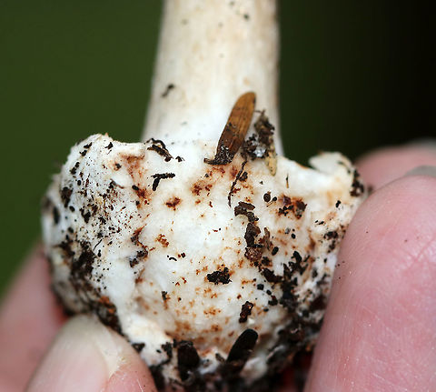 American Star-footed Amanita - Amanita brunnescens Brown, sticky cap with patches/warts. Gills were white and close. Thick, whitish brown stem with a large bulb.

Habitat: Growing on the ground in a deciduous forest.
https://www.jungledragon.com/image/90454/american_star-footed_amanita_-_amanita_brunnescens.html
https://www.jungledragon.com/image/90457/american_star-footed_amanita_-_amanita_brunnescens.html
https://www.jungledragon.com/image/90455/american_star-footed_amanita_-_amanita_brunnescens.html Amanita brunnescens,Brown star-footed Amanita,Geotagged,Summer,United States