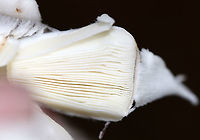 American Star-footed Amanita - Amanita brunnescens Brown, sticky cap with patches/warts. Gills were white and close. Thick, whitish brown stem with a large bulb.<br />
<br />
Habitat: Growing on the ground in a deciduous forest.<br />
<br />
https://www.jungledragon.com/image/90454/american_star-footed_amanita_-_amanita_brunnescens.html<br />
https://www.jungledragon.com/image/90456/american_star-footed_amanita_-_amanita_brunnescens.html<br />
https://www.jungledragon.com/image/90455/american_star-footed_amanita_-_amanita_brunnescens.html Amanita brunnescens,Brown star-footed Amanita,Geotagged,Summer,United States