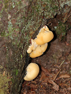 Climacocystis borealis Habitat: Growing at the base and on the roots of eastern hemlock. 
https://www.jungledragon.com/image/90459/climacocystis_borealis.html Climacocystis,Climacocystis Borealis,Climacocystis borealis,Geotagged,Summer,United States
