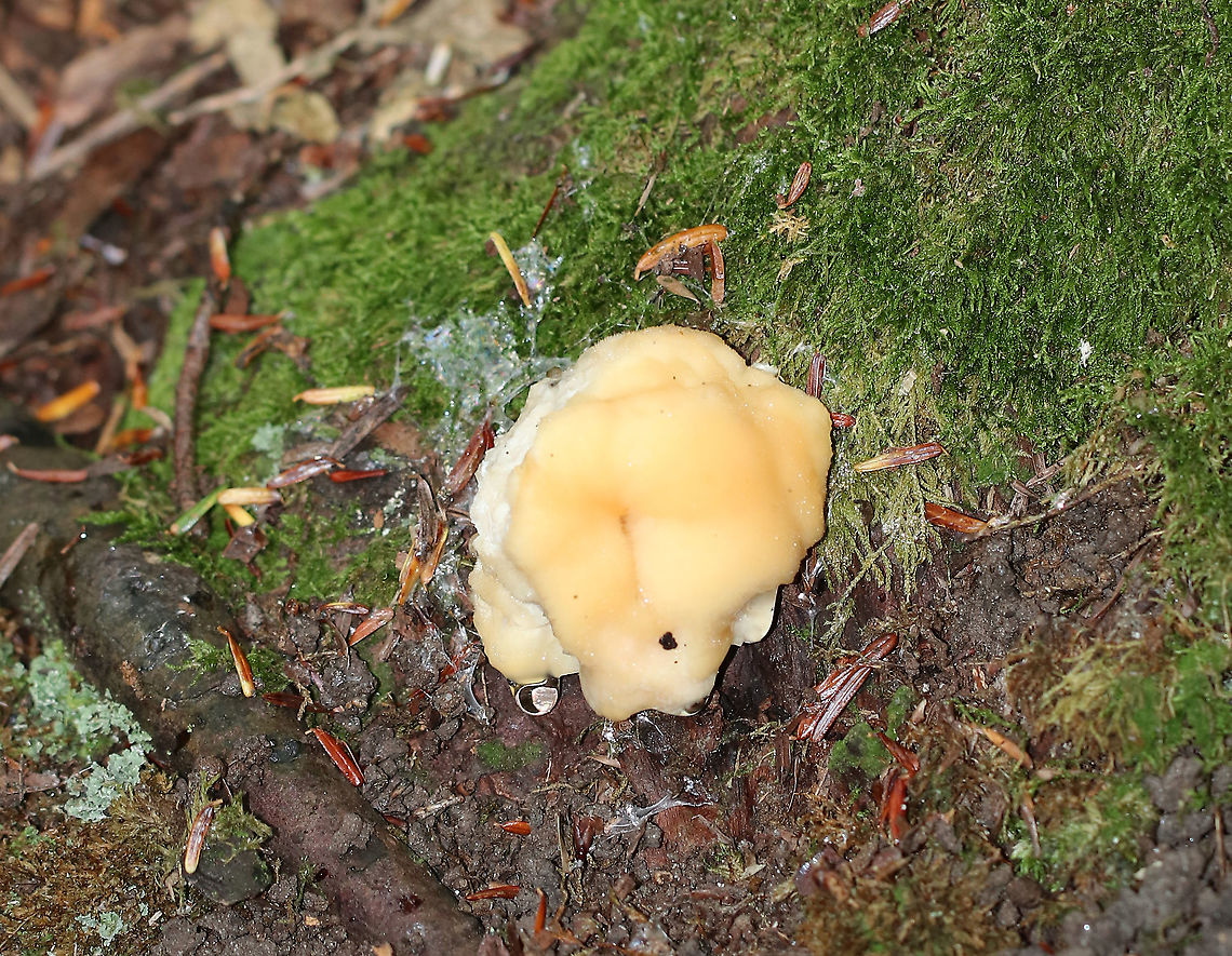 Climacocystis borealis Habitat: Growing at the base and on the roots of eastern hemlock.<br />
<figure class="photo"><a href="https://www.jungledragon.com/image/90458/climacocystis_borealis.html" title="Climacocystis borealis"><img src="https://s3.amazonaws.com/media.jungledragon.com/images/3232/90458_thumb.jpg?AWSAccessKeyId=05GMT0V3GWVNE7GGM1R2&Expires=1759968010&Signature=sCnVol2vuvZ63FCvoPkkUMMbnpM%3D" width="116" height="152" alt="Climacocystis borealis Habitat: Growing at the base and on the roots of eastern hemlock. <br />
https://www.jungledragon.com/image/90459/climacocystis_borealis.html Climacocystis,Climacocystis Borealis,Climacocystis borealis,Geotagged,Summer,United States" /></a></figure> Climacocystis Borealis,Climacocystis borealis,Geotagged,Summer,United States