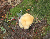 Climacocystis borealis Habitat: Growing at the base and on the roots of eastern hemlock.<br />
https://www.jungledragon.com/image/90458/climacocystis_borealis.html Climacocystis Borealis,Climacocystis borealis,Geotagged,Summer,United States