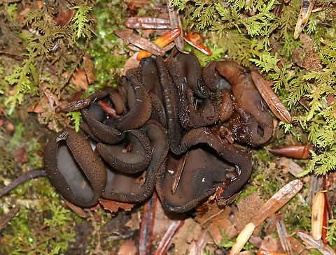 Cup Fungus - Pezizaceae Habitat: Growing on moss that was on top of rotting wood. Mixed forest. Geotagged,Pezizaceae,Summer,United States,cup fungus