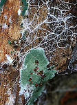 Fungus - Unidentified sp. Greenish, fuzzy fungus on rotting wood with white mycelium. Maybe Trichoderma sp.??  <br />
<br />
Habitat: Mixed forest.<br />
https://www.jungledragon.com/image/90462/fungus_-_unidentified_sp.html Geotagged,Summer,United States,fungus,mycelium