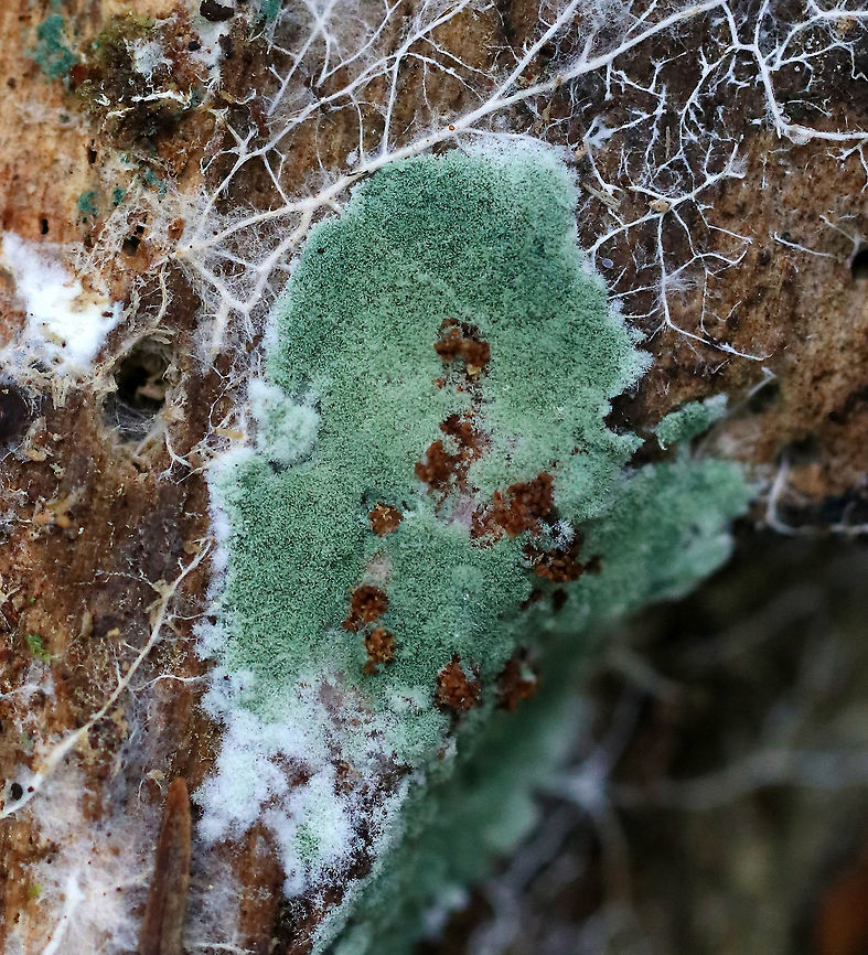 Fungus - Unidentified sp. Greenish, fuzzy fungus on rotting wood with white mycelium. Maybe Trichoderma sp.??<br />
<br />
Habitat: Mixed forest.<br />
<figure class="photo"><a href="https://www.jungledragon.com/image/90461/fungus_-_unidentified_sp.html" title="Fungus - Unidentified sp."><img src="https://s3.amazonaws.com/media.jungledragon.com/images/3232/90461_thumb.jpg?AWSAccessKeyId=05GMT0V3GWVNE7GGM1R2&Expires=1759968010&Signature=WWRByjkWNxEhF4oRorpZPvy4lWo%3D" width="114" height="152" alt="Fungus - Unidentified sp. Greenish, fuzzy fungus on rotting wood with white mycelium. Maybe Trichoderma sp.??  <br />
<br />
Habitat: Mixed forest.<br />
https://www.jungledragon.com/image/90462/fungus_-_unidentified_sp.html Geotagged,Summer,United States,fungus,mycelium" /></a></figure> Geotagged,Summer,United States