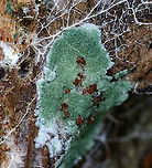 Fungus - Unidentified sp. Greenish, fuzzy fungus on rotting wood with white mycelium. Maybe Trichoderma sp.??<br />
<br />
Habitat: Mixed forest.<br />
https://www.jungledragon.com/image/90461/fungus_-_unidentified_sp.html Geotagged,Summer,United States