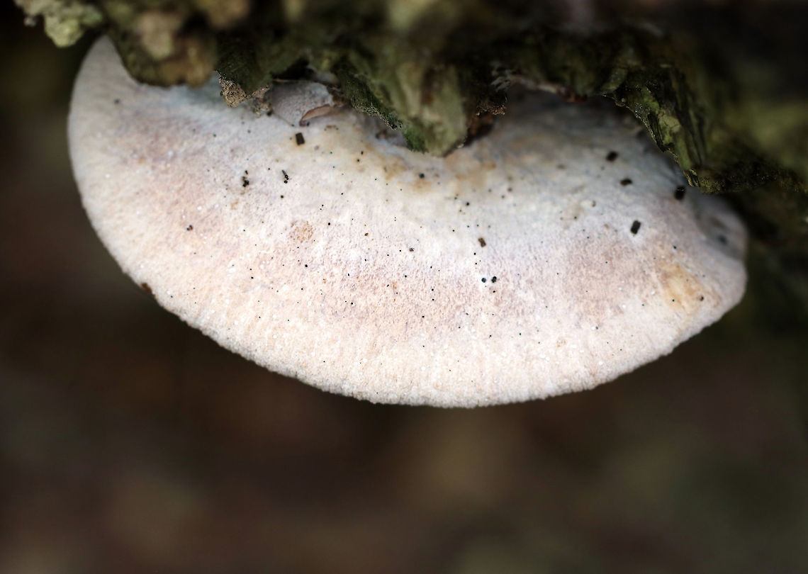 Bear Paws - Lentinellus ursinus **ID is tentative**<br />
<br />
Semi-circular caps with inrolled margins. They had brown fuzz near the base. No stem. Gills were close and tan/cream-colored.<br />
<br />
Habitat: Growing on rotting wood in a mixed forest<br />
<figure class="photo"><a href="https://www.jungledragon.com/image/90464/bear_paws_-_lentinellus_ursinus.html" title="Bear Paws - Lentinellus ursinus"><img src="https://s3.amazonaws.com/media.jungledragon.com/images/3232/90464_thumb.jpg?AWSAccessKeyId=05GMT0V3GWVNE7GGM1R2&Expires=1759968010&Signature=5zstPQSvHunPUxeedFHYoMEgDAU%3D" width="200" height="140" alt="Bear Paws - Lentinellus ursinus **ID is tentative**<br />
<br />
Semi-circular caps with inrolled margins. They had brown fuzz near the base. No stem. Gills were close and tan/cream-colored.<br />
<br />
Habitat: Growing on rotting wood in a mixed forest<br />
https://www.jungledragon.com/image/90463/bear_paws_-_lentinellus_ursinus.html Bear Lentinellus,Geotagged,Lentinellus ursinus,Summer,United States" /></a></figure> Bear Lentinellus,Geotagged,Lentinellus ursinus,Summer,United States