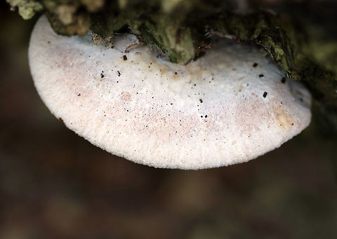 Bear Paws - Lentinellus ursinus **ID is tentative**

Semi-circular caps with inrolled margins. They had brown fuzz near the base. No stem. Gills were close and tan/cream-colored.

Habitat: Growing on rotting wood in a mixed forest
https://www.jungledragon.com/image/90464/bear_paws_-_lentinellus_ursinus.html Bear Lentinellus,Geotagged,Lentinellus ursinus,Summer,United States