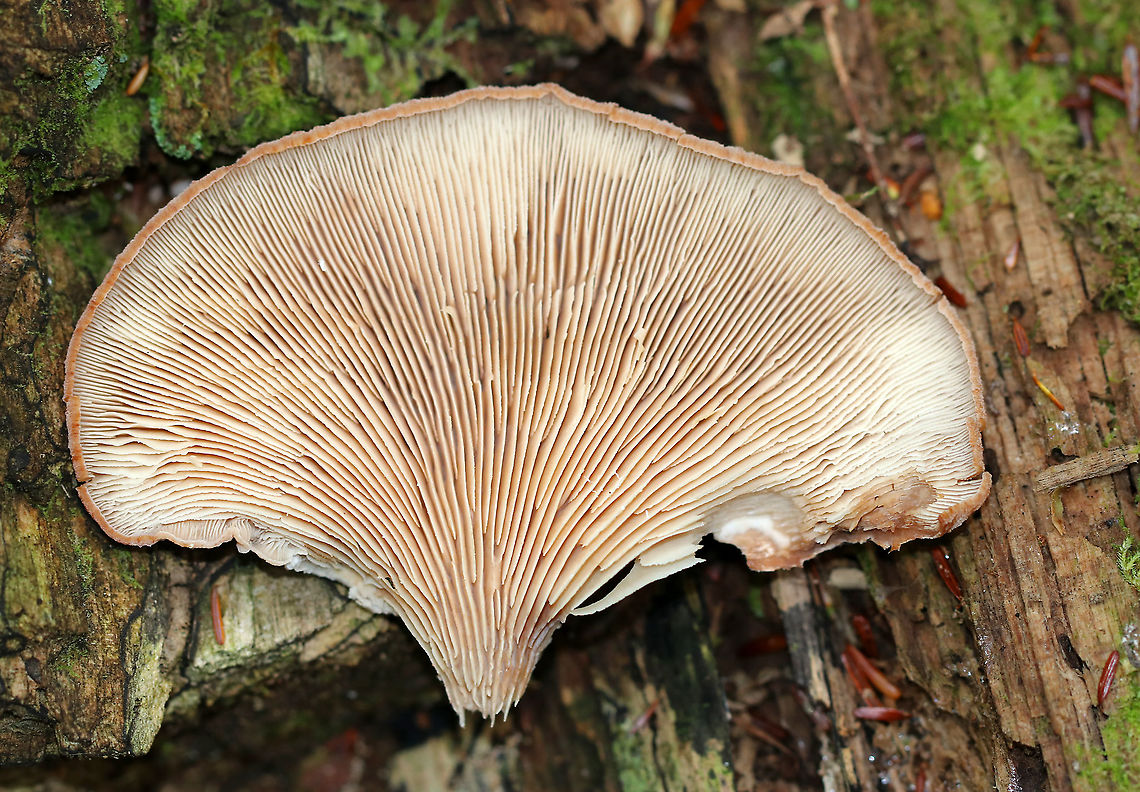 Bear Paws - Lentinellus ursinus **ID is tentative**<br />
<br />
Semi-circular caps with inrolled margins. They had brown fuzz near the base. No stem. Gills were close and tan/cream-colored.<br />
<br />
Habitat: Growing on rotting wood in a mixed forest<br />
<figure class="photo"><a href="https://www.jungledragon.com/image/90463/bear_paws_-_lentinellus_ursinus.html" title="Bear Paws - Lentinellus ursinus"><img src="https://s3.amazonaws.com/media.jungledragon.com/images/3232/90463_thumb.jpg?AWSAccessKeyId=05GMT0V3GWVNE7GGM1R2&Expires=1759968010&Signature=BjCGspfzwWfPtDETy8TDJaVVF7c%3D" width="200" height="144" alt="Bear Paws - Lentinellus ursinus **ID is tentative**<br />
<br />
Semi-circular caps with inrolled margins. They had brown fuzz near the base. No stem. Gills were close and tan/cream-colored.<br />
<br />
Habitat: Growing on rotting wood in a mixed forest<br />
https://www.jungledragon.com/image/90464/bear_paws_-_lentinellus_ursinus.html Bear Lentinellus,Geotagged,Lentinellus ursinus,Summer,United States" /></a></figure> Bear Lentinellus,Geotagged,Lentinellus ursinus,Summer,United States