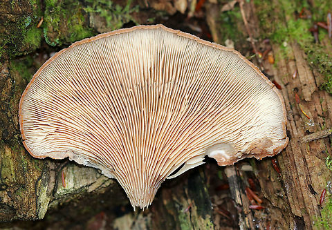 Bear Paws - Lentinellus ursinus **ID is tentative**

Semi-circular caps with inrolled margins. They had brown fuzz near the base. No stem. Gills were close and tan/cream-colored.

Habitat: Growing on rotting wood in a mixed forest
https://www.jungledragon.com/image/90463/bear_paws_-_lentinellus_ursinus.html Bear Lentinellus,Geotagged,Lentinellus ursinus,Summer,United States