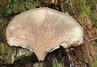 Bear Paws - Lentinellus ursinus **ID is tentative**<br />
<br />
Semi-circular caps with inrolled margins. They had brown fuzz near the base. No stem. Gills were close and tan/cream-colored.<br />
<br />
Habitat: Growing on rotting wood in a mixed forest<br />
https://www.jungledragon.com/image/90463/bear_paws_-_lentinellus_ursinus.html Bear Lentinellus,Geotagged,Lentinellus ursinus,Summer,United States