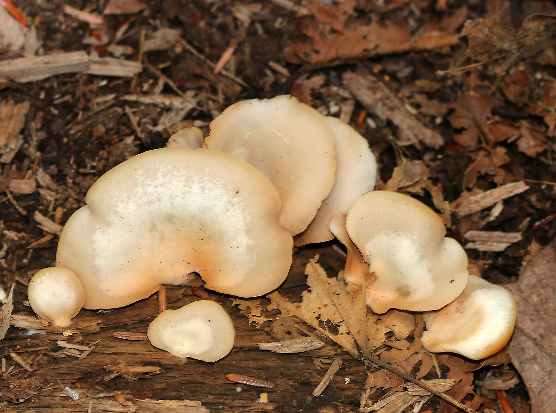Soft Slipper - Crepidotus mollis Habitat: Growing on wood in a mixed forest.<br />
<figure class="photo"><a href="https://www.jungledragon.com/image/90467/soft_slipper_-_crepidotus_mollis.html" title="Soft Slipper - Crepidotus mollis"><img src="https://s3.amazonaws.com/media.jungledragon.com/images/3232/90467_thumb.jpg?AWSAccessKeyId=05GMT0V3GWVNE7GGM1R2&Expires=1759968010&Signature=%2B%2FwSEYXsIATJPLyF4RmEG%2FjqlVY%3D" width="136" height="152" alt="Soft Slipper - Crepidotus mollis Habitat: Growing on wood in a mixed forest.<br />
https://www.jungledragon.com/image/90465/soft_slipper_-_crepidotus_mollis.html<br />
https://www.jungledragon.com/image/90466/soft_slipper_-_crepidotus_mollis.html Crepidotus mollis,Geotagged,Soft Slipper,Summer,United States" /></a></figure><br />
<figure class="photo"><a href="https://www.jungledragon.com/image/90466/soft_slipper_-_crepidotus_mollis.html" title="Soft Slipper - Crepidotus mollis"><img src="https://s3.amazonaws.com/media.jungledragon.com/images/3232/90466_thumb.jpg?AWSAccessKeyId=05GMT0V3GWVNE7GGM1R2&Expires=1759968010&Signature=o7HmoFjTB509%2Fr3Acvk29tntB9k%3D" width="142" height="152" alt="Soft Slipper - Crepidotus mollis Habitat: Growing on wood in a mixed forest.<br />
https://www.jungledragon.com/image/90465/soft_slipper_-_crepidotus_mollis.html<br />
https://www.jungledragon.com/image/90467/soft_slipper_-_crepidotus_mollis.html Crepidotus mollis,Geotagged,Soft Slipper,Summer,United States" /></a></figure> Crepidotus mollis,Geotagged,Soft Slipper,Summer,United States,crep,crepidotus