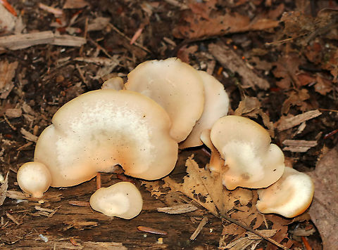 Soft Slipper - Crepidotus mollis Habitat: Growing on wood in a mixed forest.
https://www.jungledragon.com/image/90467/soft_slipper_-_crepidotus_mollis.html
https://www.jungledragon.com/image/90466/soft_slipper_-_crepidotus_mollis.html Crepidotus mollis,Geotagged,Soft Slipper,Summer,United States,crep,crepidotus