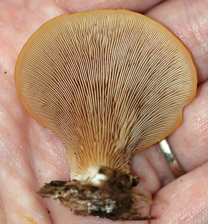 Soft Slipper - Crepidotus mollis Habitat: Growing on wood in a mixed forest.<br />
<figure class="photo"><a href="https://www.jungledragon.com/image/90465/soft_slipper_-_crepidotus_mollis.html" title="Soft Slipper - Crepidotus mollis"><img src="https://s3.amazonaws.com/media.jungledragon.com/images/3232/90465_thumb.jpg?AWSAccessKeyId=05GMT0V3GWVNE7GGM1R2&Expires=1763596810&Signature=ytay1PgC0OL61RBaZyM1YF4BFKc%3D" width="200" height="150" alt="Soft Slipper - Crepidotus mollis Habitat: Growing on wood in a mixed forest.<br />
https://www.jungledragon.com/image/90467/soft_slipper_-_crepidotus_mollis.html<br />
https://www.jungledragon.com/image/90466/soft_slipper_-_crepidotus_mollis.html Crepidotus mollis,Geotagged,Soft Slipper,Summer,United States,crep,crepidotus" /></a></figure><br />
<figure class="photo"><a href="https://www.jungledragon.com/image/90467/soft_slipper_-_crepidotus_mollis.html" title="Soft Slipper - Crepidotus mollis"><img src="https://s3.amazonaws.com/media.jungledragon.com/images/3232/90467_thumb.jpg?AWSAccessKeyId=05GMT0V3GWVNE7GGM1R2&Expires=1763596810&Signature=YS0um8wJ%2FNbc0QZtGK1AcfE8nM4%3D" width="136" height="152" alt="Soft Slipper - Crepidotus mollis Habitat: Growing on wood in a mixed forest.<br />
https://www.jungledragon.com/image/90465/soft_slipper_-_crepidotus_mollis.html<br />
https://www.jungledragon.com/image/90466/soft_slipper_-_crepidotus_mollis.html Crepidotus mollis,Geotagged,Soft Slipper,Summer,United States" /></a></figure> Crepidotus mollis,Geotagged,Soft Slipper,Summer,United States