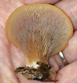 Soft Slipper - Crepidotus mollis Habitat: Growing on wood in a mixed forest.
https://www.jungledragon.com/image/90465/soft_slipper_-_crepidotus_mollis.html
https://www.jungledragon.com/image/90467/soft_slipper_-_crepidotus_mollis.html Crepidotus mollis,Geotagged,Soft Slipper,Summer,United States