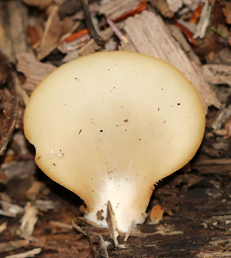 Soft Slipper - Crepidotus mollis Habitat: Growing on wood in a mixed forest.<br />
<figure class="photo"><a href="https://www.jungledragon.com/image/90465/soft_slipper_-_crepidotus_mollis.html" title="Soft Slipper - Crepidotus mollis"><img src="https://s3.amazonaws.com/media.jungledragon.com/images/3232/90465_thumb.jpg?AWSAccessKeyId=05GMT0V3GWVNE7GGM1R2&Expires=1767225610&Signature=TTP8x0W3x4ek2sQ%2FlvqbnenO4OI%3D" width="200" height="150" alt="Soft Slipper - Crepidotus mollis Habitat: Growing on wood in a mixed forest.<br />
https://www.jungledragon.com/image/90467/soft_slipper_-_crepidotus_mollis.html<br />
https://www.jungledragon.com/image/90466/soft_slipper_-_crepidotus_mollis.html Crepidotus mollis,Geotagged,Soft Slipper,Summer,United States,crep,crepidotus" /></a></figure><br />
<figure class="photo"><a href="https://www.jungledragon.com/image/90466/soft_slipper_-_crepidotus_mollis.html" title="Soft Slipper - Crepidotus mollis"><img src="https://s3.amazonaws.com/media.jungledragon.com/images/3232/90466_thumb.jpg?AWSAccessKeyId=05GMT0V3GWVNE7GGM1R2&Expires=1767225610&Signature=nP6Y3vw%2F%2B%2FiJ%2FXq2Ao13dsGgLhs%3D" width="142" height="152" alt="Soft Slipper - Crepidotus mollis Habitat: Growing on wood in a mixed forest.<br />
https://www.jungledragon.com/image/90465/soft_slipper_-_crepidotus_mollis.html<br />
https://www.jungledragon.com/image/90467/soft_slipper_-_crepidotus_mollis.html Crepidotus mollis,Geotagged,Soft Slipper,Summer,United States" /></a></figure> Crepidotus mollis,Geotagged,Soft Slipper,Summer,United States