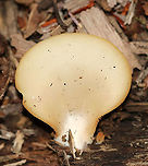 Soft Slipper - Crepidotus mollis Habitat: Growing on wood in a mixed forest.<br />
https://www.jungledragon.com/image/90465/soft_slipper_-_crepidotus_mollis.html<br />
https://www.jungledragon.com/image/90466/soft_slipper_-_crepidotus_mollis.html Crepidotus mollis,Geotagged,Soft Slipper,Summer,United States