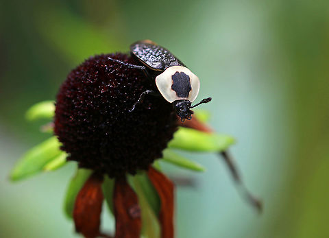 American Carrion Beetle - Necrophila americana The pronotum was pale yellow with a black splotch in the center. Elytra were black with yellow tips. 

Carrion beetles lay eggs in raw flesh. After hatching, the larvae consume the carrion. Larvae (and adults) also eat fly and beetle larvae that compete for the same food sources. I see these beetles frequently, but I have never found one in carrion.

Habitat: meadow American Carrion Beetle,Geotagged,Necrophila americana,Summer,United States,beetle