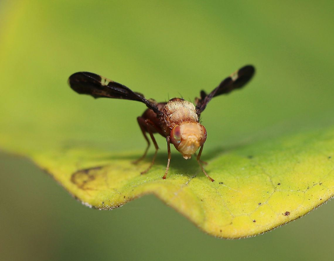 Eurosta comma This species forms galls on Solidago sp. (goldenrod) roots.<br />
<br />
Habitat: Meadow Eurosta,Eurosta comma,Geotagged,Summer,United States,fly,fruit fly