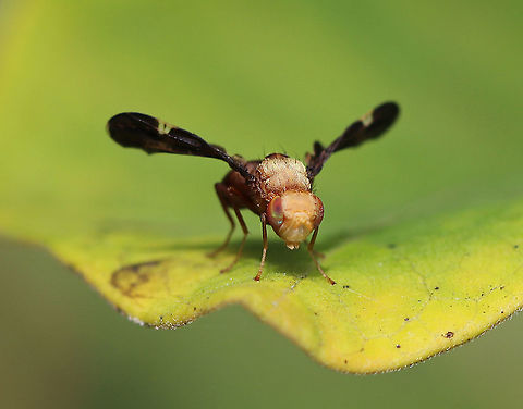 Eurosta comma This species forms galls on Solidago sp. (goldenrod) roots.

Habitat: Meadow Eurosta,Eurosta comma,Geotagged,Summer,United States,fly,fruit fly