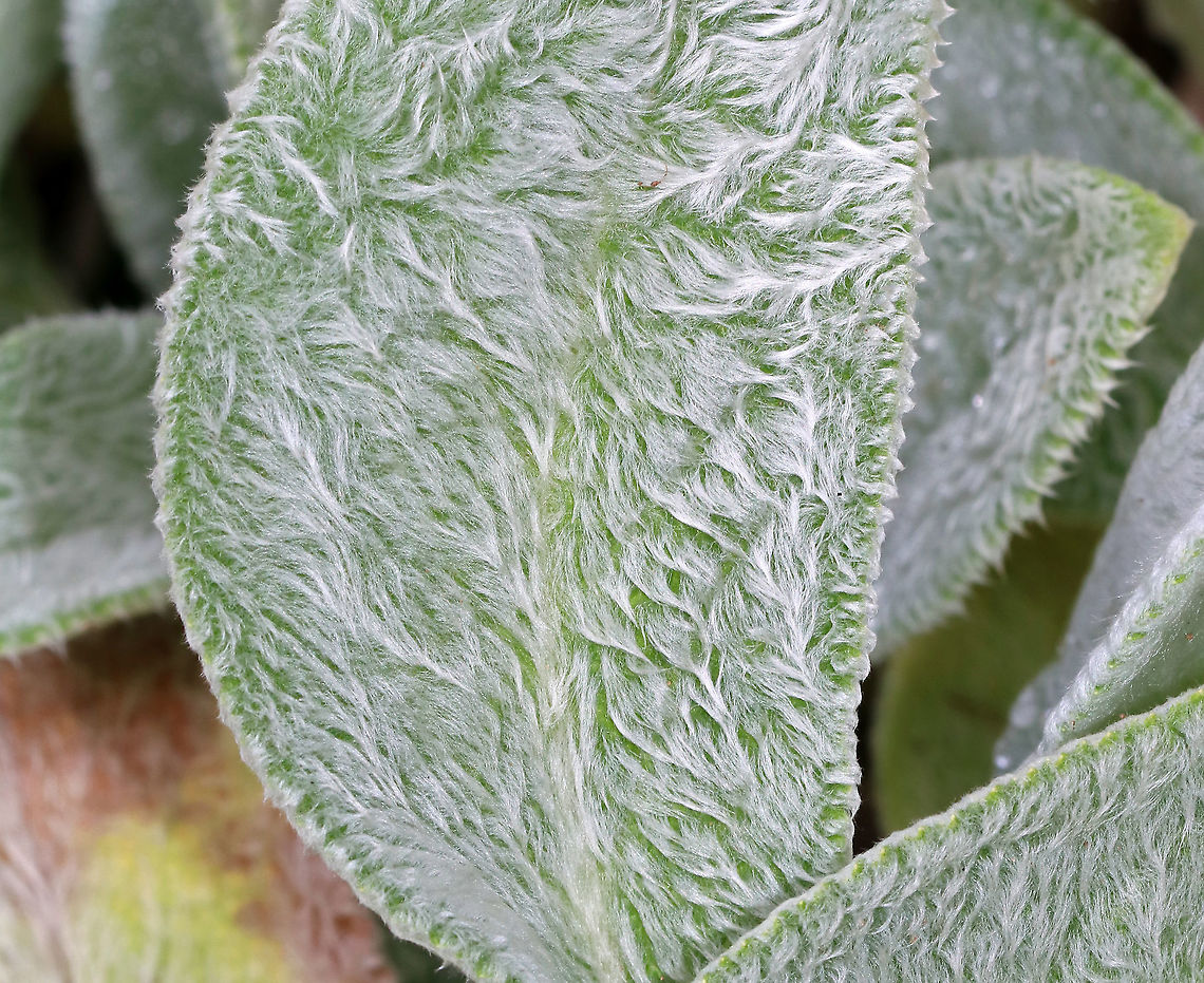 Lamb's Ear - Stachys byzantina The leave&#039;s of this plant have an amazing texture. They are so soft! <br />
<br />
Habitat: Near a garden...Likely a garden escapee.<br />
<figure class="photo"><a href="https://www.jungledragon.com/image/90505/lambs_ear_-_stachys_byzantina.html" title="Lamb&#039;s Ear - Stachys byzantina"><img src="https://s3.amazonaws.com/media.jungledragon.com/images/3232/90505_thumb.jpg?AWSAccessKeyId=05GMT0V3GWVNE7GGM1R2&Expires=1767225610&Signature=yAAtTBgMuXrq0%2FBk43%2FLntn49JQ%3D" width="200" height="174" alt="Lamb&#039;s Ear - Stachys byzantina The leave&#039;s of this plant have an amazing texture. They are so soft!<br />
<br />
Habitat: Near a garden...Likely a garden escapee.<br />
https://www.jungledragon.com/image/90504/lambs_ear_-_stachys_byzantina.html Geotagged,Lambs-ear,Stachys byzantina,Summer,United States" /></a></figure> Geotagged,Lambs-ear,Stachys,Stachys byzantina,Summer,United States,lamb's ear,woolly hedgenettle