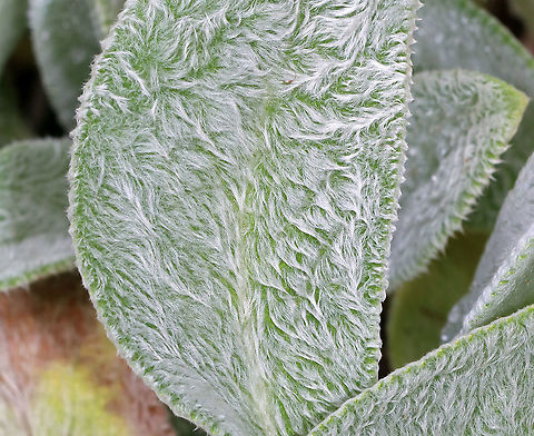 Lamb's Ear - Stachys byzantina The leave's of this plant have an amazing texture. They are so soft! 

Habitat: Near a garden...Likely a garden escapee.
https://www.jungledragon.com/image/90505/lambs_ear_-_stachys_byzantina.html Geotagged,Lambs-ear,Stachys,Stachys byzantina,Summer,United States,lamb's ear,woolly hedgenettle