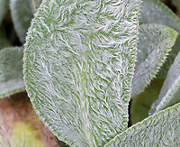 Lamb's Ear - Stachys byzantina The leave's of this plant have an amazing texture. They are so soft! <br />
<br />
Habitat: Near a garden...Likely a garden escapee.<br />
https://www.jungledragon.com/image/90505/lambs_ear_-_stachys_byzantina.html Geotagged,Lambs-ear,Stachys,Stachys byzantina,Summer,United States,lamb's ear,woolly hedgenettle