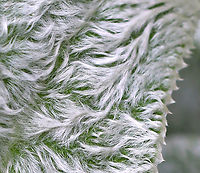 Lamb's Ear - Stachys byzantina The leave's of this plant have an amazing texture. They are so soft!<br />
<br />
Habitat: Near a garden...Likely a garden escapee.<br />
https://www.jungledragon.com/image/90504/lambs_ear_-_stachys_byzantina.html Geotagged,Lambs-ear,Stachys byzantina,Summer,United States