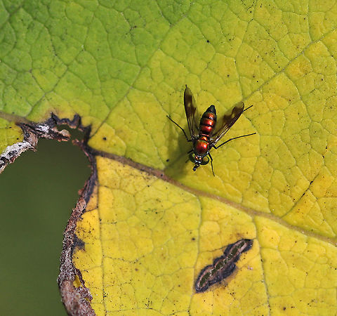 Longlegged Fly - Condylostylus patibulatus This little fly had a red abdomen, red thorax, black legs, black wing markings, and black antennae.

Habitat: Rural garden Condylostylus patibulatus,Geotagged,Long legged fly,Summer,United States