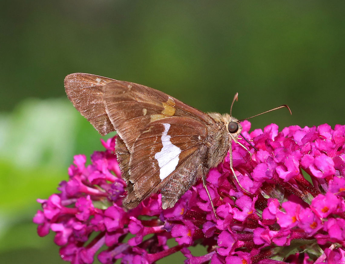 Silver-Spotted Skipper - Epargyreus clarus Chocolate-brown skipper with a golden band on the forewings and a large, silver, irregular spot on the hindwings (below).<br />
<br />
Habitat: Rural garden Epargyreus,Epargyreus clarus,Geotagged,Silver-spotted Skipper,Summer,United States,butterfly,skipper