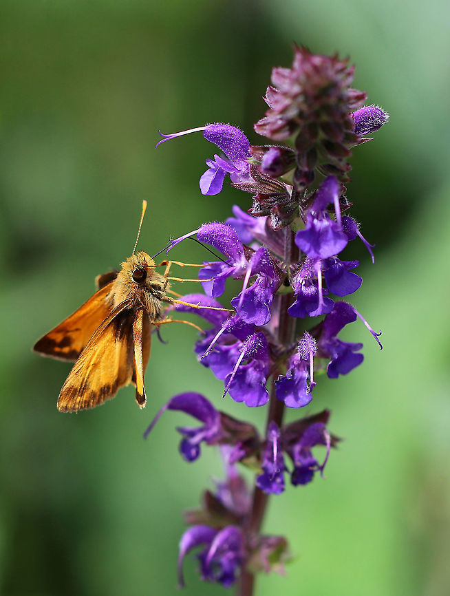 Hobomok Skipper - Poanes hobomok *Tentative ID*<br />
<br />
Habitat: Rural garden Geotagged,Hobomok skipper,Poanes,Poanes hobomok,Summer,United States,butterfly,skipper