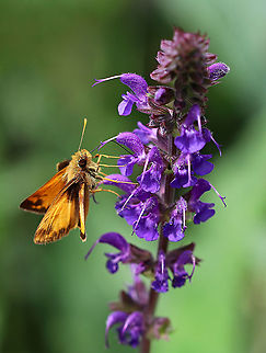 Hobomok Skipper - Poanes hobomok *Tentative ID*

Habitat: Rural garden Geotagged,Hobomok skipper,Poanes,Poanes hobomok,Summer,United States,butterfly,skipper