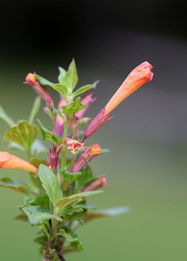 Agastache aurantiaca Habitat: Rural garden Agastache,Agastache aurantiaca,Geotagged,Summer,United States