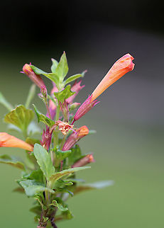 Agastache aurantiaca