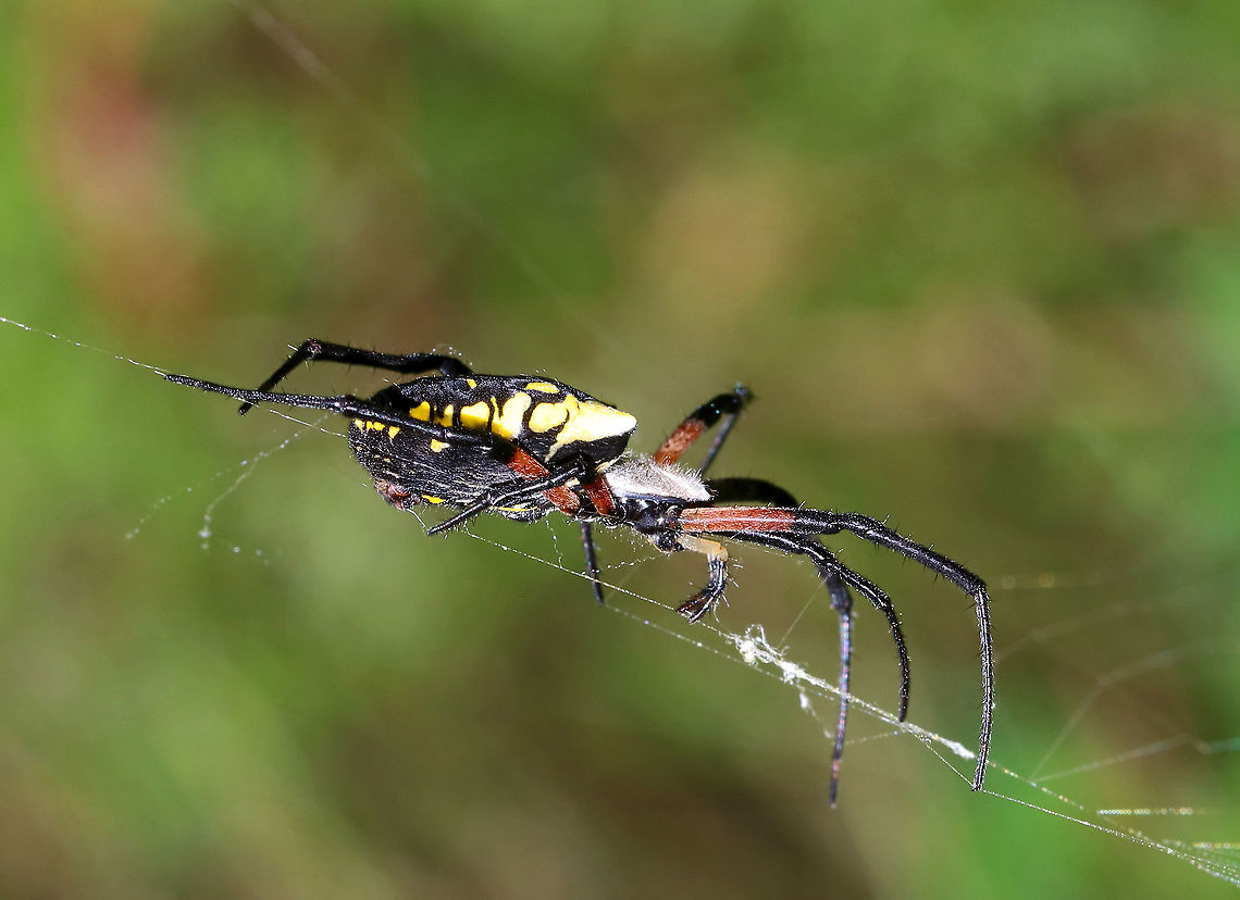 Yellow Garden Spider - Argiope aurantia Total length (with legs): ~45 mm. This beautiful spider was wrapping up a bug and patrolling her web.<br />
<br />
Habitat: Rural garden<br />
<figure class="photo"><a href="https://www.jungledragon.com/image/90521/yellow_garden_spider_-_argiope_aurantia.html" title="Yellow Garden Spider - Argiope aurantia"><img src="https://s3.amazonaws.com/media.jungledragon.com/images/3232/90521_thumb.jpg?AWSAccessKeyId=05GMT0V3GWVNE7GGM1R2&Expires=1759968010&Signature=hksIgvuUjbGSyh33MOahrATh6Yw%3D" width="200" height="154" alt="Yellow Garden Spider - Argiope aurantia Total length (with legs): ~45 mm. This beautiful spider was wrapping up a bug and patrolling her web.<br />
<br />
Habitat: Rural garden<br />
https://www.jungledragon.com/image/90520/yellow_garden_spider_-_argiope_aurantia.html<br />
https://www.jungledragon.com/image/90516/yellow_garden_spider_-_argiope_aurantia.html<br />
 Argiope aurantia,Geotagged,Summer,United States,Yellow Garden Spider,spider" /></a></figure><br />
<figure class="photo"><a href="https://www.jungledragon.com/image/90520/yellow_garden_spider_-_argiope_aurantia.html" title="Yellow Garden Spider - Argiope aurantia"><img src="https://s3.amazonaws.com/media.jungledragon.com/images/3232/90520_thumb.jpg?AWSAccessKeyId=05GMT0V3GWVNE7GGM1R2&Expires=1759968010&Signature=XbUD%2BN8lOhjgFyQbJgNnz4GU7mw%3D" width="126" height="152" alt="Yellow Garden Spider - Argiope aurantia Total length (with legs): ~45 mm. This beautiful spider was wrapping up a bug and patrolling her web.<br />
<br />
Habitat: Rural garden<br />
https://www.jungledragon.com/image/90521/yellow_garden_spider_-_argiope_aurantia.html<br />
https://www.jungledragon.com/image/90516/yellow_garden_spider_-_argiope_aurantia.html Argiope aurantia,Geotagged,Summer,United States,Yellow Garden Spider,spider" /></a></figure> Argiope,Argiope aurantia,Geotagged,Summer,United States,Yellow Garden Spider,spider