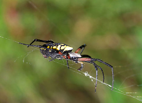 Yellow Garden Spider - Argiope aurantia Total length (with legs): ~45 mm. This beautiful spider was wrapping up a bug and patrolling her web.

Habitat: Rural garden
https://www.jungledragon.com/image/90521/yellow_garden_spider_-_argiope_aurantia.html
https://www.jungledragon.com/image/90520/yellow_garden_spider_-_argiope_aurantia.html Argiope,Argiope aurantia,Geotagged,Summer,United States,Yellow Garden Spider,spider