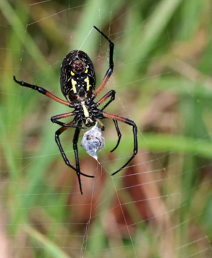 Yellow Garden Spider - Argiope aurantia Total length (with legs): ~45 mm. This beautiful spider was wrapping up a bug and patrolling her web.<br />
<br />
Habitat: Rural garden<br />
<figure class="photo"><a href="https://www.jungledragon.com/image/90521/yellow_garden_spider_-_argiope_aurantia.html" title="Yellow Garden Spider - Argiope aurantia"><img src="https://s3.amazonaws.com/media.jungledragon.com/images/3232/90521_thumb.jpg?AWSAccessKeyId=05GMT0V3GWVNE7GGM1R2&Expires=1759968010&Signature=hksIgvuUjbGSyh33MOahrATh6Yw%3D" width="200" height="154" alt="Yellow Garden Spider - Argiope aurantia Total length (with legs): ~45 mm. This beautiful spider was wrapping up a bug and patrolling her web.<br />
<br />
Habitat: Rural garden<br />
https://www.jungledragon.com/image/90520/yellow_garden_spider_-_argiope_aurantia.html<br />
https://www.jungledragon.com/image/90516/yellow_garden_spider_-_argiope_aurantia.html<br />
 Argiope aurantia,Geotagged,Summer,United States,Yellow Garden Spider,spider" /></a></figure><br />
<figure class="photo"><a href="https://www.jungledragon.com/image/90516/yellow_garden_spider_-_argiope_aurantia.html" title="Yellow Garden Spider - Argiope aurantia"><img src="https://s3.amazonaws.com/media.jungledragon.com/images/3232/90516_thumb.jpg?AWSAccessKeyId=05GMT0V3GWVNE7GGM1R2&Expires=1759968010&Signature=Hg6I8d%2FJNGRx7X6P9IAjJIDUEGQ%3D" width="200" height="146" alt="Yellow Garden Spider - Argiope aurantia Total length (with legs): ~45 mm. This beautiful spider was wrapping up a bug and patrolling her web.<br />
<br />
Habitat: Rural garden<br />
https://www.jungledragon.com/image/90521/yellow_garden_spider_-_argiope_aurantia.html<br />
https://www.jungledragon.com/image/90520/yellow_garden_spider_-_argiope_aurantia.html Argiope,Argiope aurantia,Geotagged,Summer,United States,Yellow Garden Spider,spider" /></a></figure> Argiope aurantia,Geotagged,Summer,United States,Yellow Garden Spider,spider