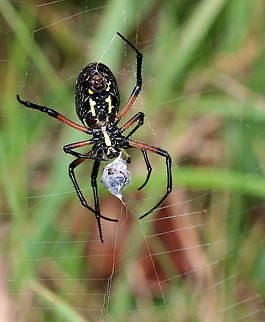 Yellow Garden Spider - Argiope aurantia Total length (with legs): ~45 mm. This beautiful spider was wrapping up a bug and patrolling her web.

Habitat: Rural garden
https://www.jungledragon.com/image/90521/yellow_garden_spider_-_argiope_aurantia.html
https://www.jungledragon.com/image/90516/yellow_garden_spider_-_argiope_aurantia.html Argiope aurantia,Geotagged,Summer,United States,Yellow Garden Spider,spider
