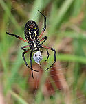 Yellow Garden Spider - Argiope aurantia Total length (with legs): ~45 mm. This beautiful spider was wrapping up a bug and patrolling her web.<br />
<br />
Habitat: Rural garden<br />
https://www.jungledragon.com/image/90521/yellow_garden_spider_-_argiope_aurantia.html<br />
https://www.jungledragon.com/image/90516/yellow_garden_spider_-_argiope_aurantia.html Argiope aurantia,Geotagged,Summer,United States,Yellow Garden Spider,spider