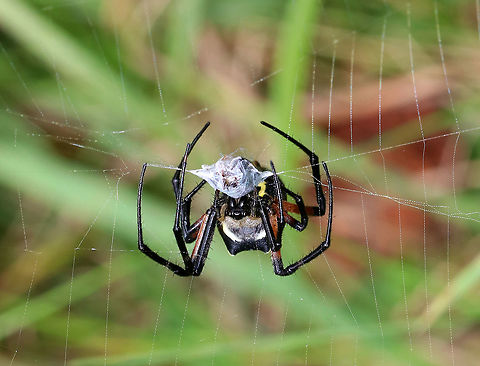 Yellow Garden Spider - Argiope aurantia Total length (with legs): ~45 mm. This beautiful spider was wrapping up a bug and patrolling her web.

Habitat: Rural garden
https://www.jungledragon.com/image/90520/yellow_garden_spider_-_argiope_aurantia.html
https://www.jungledragon.com/image/90516/yellow_garden_spider_-_argiope_aurantia.html
 Argiope aurantia,Geotagged,Summer,United States,Yellow Garden Spider,spider