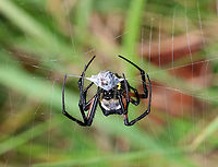 Yellow Garden Spider - Argiope aurantia Total length (with legs): ~45 mm. This beautiful spider was wrapping up a bug and patrolling her web.<br />
<br />
Habitat: Rural garden<br />
https://www.jungledragon.com/image/90520/yellow_garden_spider_-_argiope_aurantia.html<br />
https://www.jungledragon.com/image/90516/yellow_garden_spider_-_argiope_aurantia.html<br />
Argiope aurantia,Geotagged,Summer,United States,Yellow Garden Spider,spider