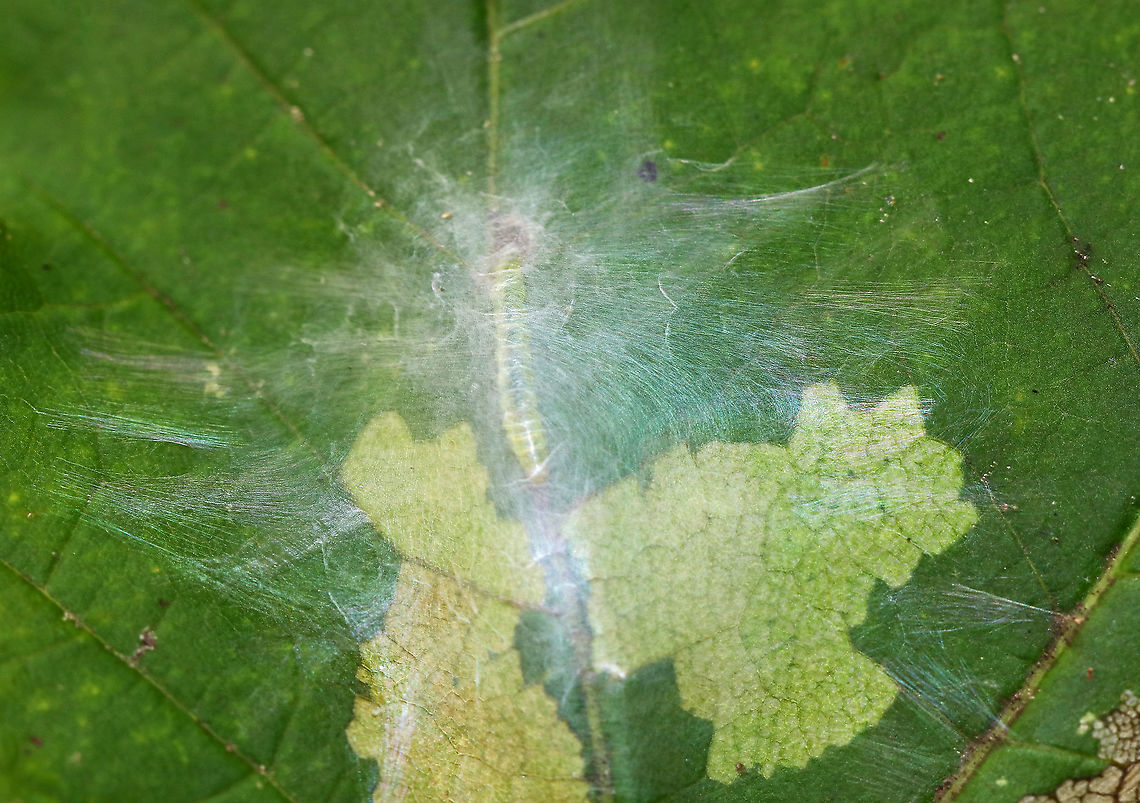 Unknown Caterpillar I&#039;m not sure if this is a pupation cocoon or a feeding shelter, but it contained a greenish caterpillar. The silk was iridescent and really beautiful.<br />
<br />
Habitat: Upper surface (along a vein) of a maple leaf Geotagged,Summer,United States,caterpillar