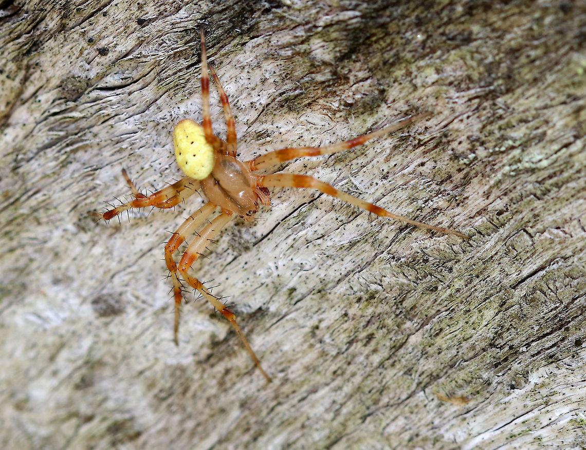 Marbled Orb-weaver - Araneus marmoreus (male) Isn&#039;t he handsome &lt;3?!<br />
<br />
Habitat: Chilling out beside me on a bench next to a woodland pond. Araneus marmoreus,Geotagged,Marbled orb-weaver,Summer,United States,male marbled orb-weaver,spider