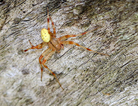 Marbled Orb-weaver - Araneus marmoreus (male) Isn't he handsome <3?!

Habitat: Chilling out beside me on a bench next to a woodland pond. Araneus marmoreus,Geotagged,Marbled orb-weaver,Summer,United States,male marbled orb-weaver,spider