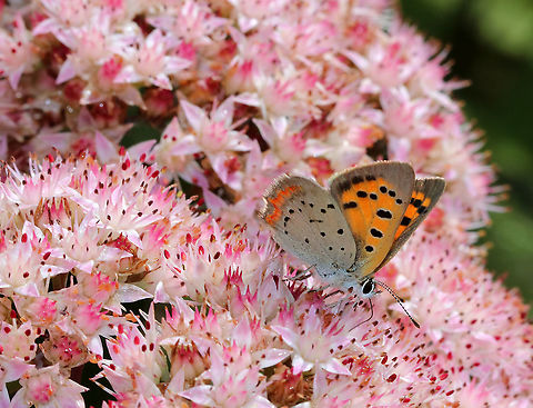 Small Copper -  Lycaena phlaeas These flowers were loaded with insects!

Habitat: Rural garden Butterfly,Geotagged,Lycaena,Lycaena phlaeas,Small copper,Summer,United States,copper
