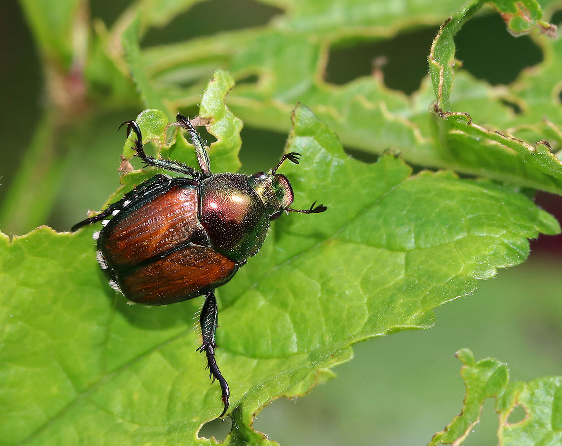 Japanese Beetle - Popillia japonica Popillia japonica is a widespread pest of turf, landscape, fruit and field crops, and ornamental plants in the United States. It has a total host range of more than 300 plant species! The adults feed on foliage, flowers, and fruit.<br />
<br />
The five patches of white hairs on each side of the abdomen and one pair on the last abdominal segment distinguish this species from others that are similar.<br />
<br />
Habitat: Devouring plants in a rural garden Geotagged,Japanese Beetle,Popillia,Popillia japonica,Summer,United States,beetle